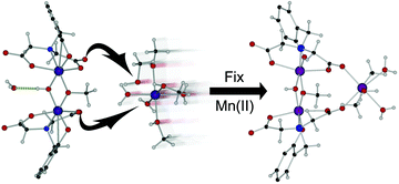 Graphical abstract: Ligand displacement for fixing manganese: relevance to cellular metal ion transport and synthesis of polymeric coordination complexes