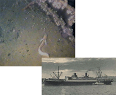 Graphical abstract: Toxicity assessment of sediments associated with the wreck of s/s Stuttgart in the Gulf of Gdańsk (Poland)