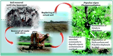 Graphical abstract: In situ phytoremediation of a soil historically contaminated by metals, hydrocarbons and polychlorobiphenyls