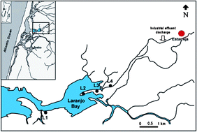 Graphical abstract: Mercury uptake and allocation in Juncus maritimus: implications for phytoremediation and restoration of a mercury contaminated salt marsh