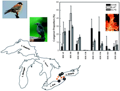 Graphical abstract: Flame retardants in eggs of American kestrels and European starlings from southern Lake Ontario region (North America)