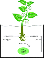 Graphical abstract: Impact of a snail pellet on the phytoavailability of different metals to cucumber plants (Cucumis sativus L.)