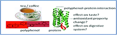 Graphical abstract: Recent developments on polyphenol–protein interactions: effects on tea and coffee taste, antioxidant properties and the digestive system