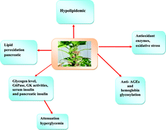 Graphical abstract: Evaluation of hypoglycemic activity of the leaves of Malva parviflora in streptozotocin-induced diabetic rats