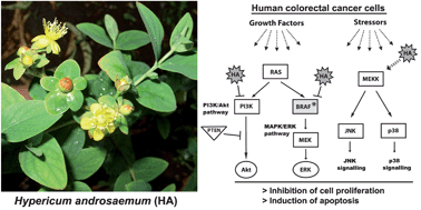 Graphical abstract: Hypericum androsaemum water extract inhibits proliferation in human colorectal cancer cells through effects on MAP kinases and PI3K/Akt pathway