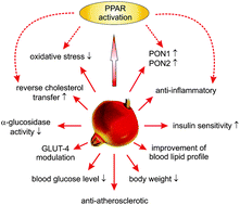 Graphical abstract: Pomegranate: a fruit that ameliorates metabolic syndrome