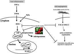 Graphical abstract: Anti-inflammatory and anti-angiogenic effects of flavonoids isolated from Lycium barbarum Linnaeus on human umbilical vein endothelial cells