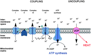 Graphical abstract: Caffeine dose-dependently induces thermogenesis but restores ATP in HepG2 cells in culture