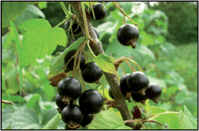 Graphical abstract: The health benefits of blackcurrants