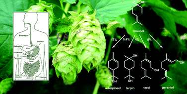 Graphical abstract: Monitoring of biotransformation of hop aroma compounds in an in vitro digestion model