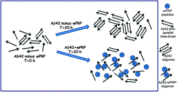 Graphical abstract: Modulation of amyloid-β 1-42 structure and toxicity by proline-rich whey peptides