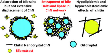 Graphical abstract: In vitro lipid digestion of chitin nanocrystal stabilized o/w emulsions