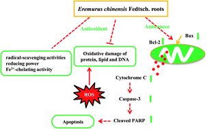 Graphical abstract: Novel physiological properties of ethanol extracts from Eremurus chinensis Fedtsch. roots: in vitro antioxidant and anticancer activities