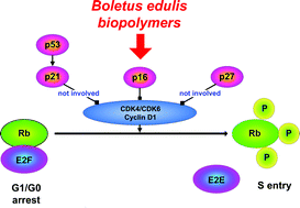 Graphical abstract: Boletus edulis biologically active biopolymers induce cell cycle arrest in human colon adenocarcinoma cells