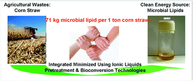 Graphical abstract: Enzymatic hydrolysates of corn stover pretreated by a N-methylpyrrolidone–ionic liquid solution for microbial lipid production