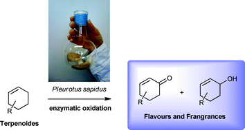 Graphical abstract: Enzymatic allylic oxidations with a lyophilisate of the edible fungus Pleurotus sapidus
