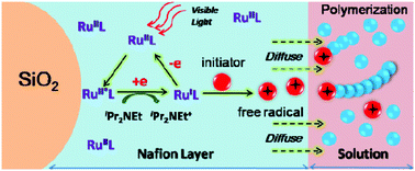 Graphical abstract: Recyclable and stable ruthenium catalyst for free radical polymerization at ambient temperature initiated by visible light photocatalysis