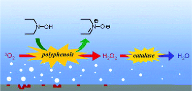 Graphical abstract: Natural polyphenols as safe alternatives to hydroquinone for the organocatalyzed reduction of dioxygen dissolved in water by diethylhydroxylamine (DEHA)