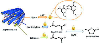 Graphical abstract: Catalytic conversion of biomass using solvents derived from lignin