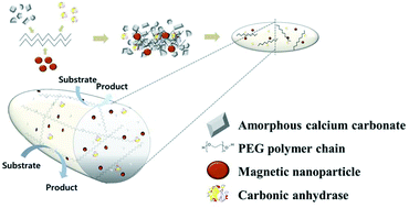 Graphical abstract: Carbonic anhydrase assisted calcium carbonate crystalline composites as a biocatalyst