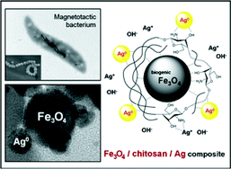 Graphical abstract: Chitosan-based synthesis of magnetically-driven nanocomposites with biogenic magnetite core, controlled silver size, and high antimicrobial activity