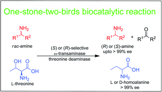 Graphical abstract: ω-Transaminase-catalyzed kinetic resolution of chiral amines using l-threonine as an amino acceptor precursor