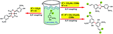 Graphical abstract: Laccase-catalyzed oxidative phenolic coupling of vanillidene derivatives