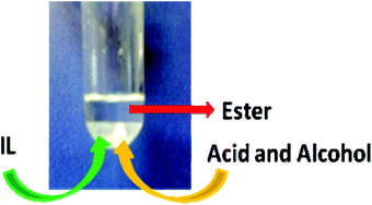 Graphical abstract: A dramatic effect of the ionic liquid structure in esterification reactions in protic ionic media