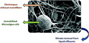 Graphical abstract: Nitrate removal from liquid effluents using microalgae immobilized on chitosan nanofiber mats