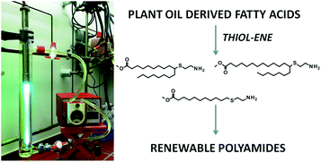 Graphical abstract: Fatty acid derived renewable polyamides via thiol–ene additions
