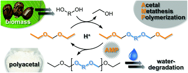 Graphical abstract: Acetal metathesis polymerization (AMP): A method for synthesizing biorenewable polyacetals