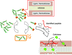 Graphical abstract: Biomass-binding peptides designed by molecular evolution for efficient degradation of cellulose in biomass by cellulase