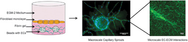 Graphical abstract: Quantification of local matrix deformations and mechanical properties during capillary morphogenesis in 3D