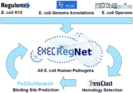 Graphical abstract: On the trail of EHEC/EAEC—unraveling the gene regulatory networks of human pathogenic Escherichia coli bacteria