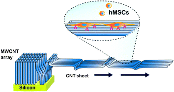 Graphical abstract: Regulation of morphogenesis and neural differentiation of human mesenchymal stem cells using carbon nanotube sheets
