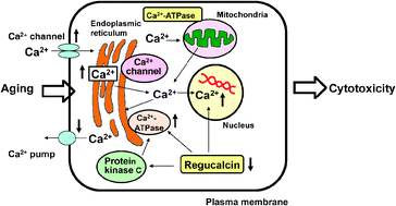 Graphical abstract: Role of regucalcin in brain calcium signaling: involvement in aging
