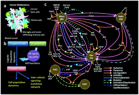 Graphical abstract: Inter-cellular signaling network reveals a mechanistic transition in tumor microenvironment