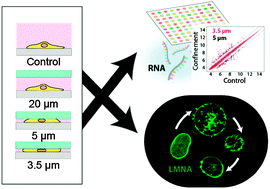 Graphical abstract: Fine control of nuclear confinement identifies a threshold deformation leading to lamina rupture and induction of specific genes