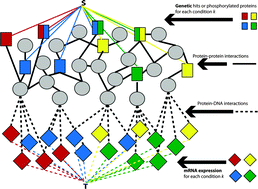 Graphical abstract: SAMNet: a network-based approach to integrate multi-dimensional high throughput datasets