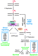 Graphical abstract: O 6-Methylguanine DNA lesions induce an intra-S-phase arrest from which cells exit into apoptosis governed by early and late multi-pathway signaling network activation
