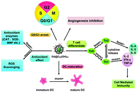 Graphical abstract: Biological characterizations of [Gd@C82(OH)22]n nanoparticles as fullerene derivatives for cancer therapy