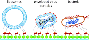 Graphical abstract: A facile protocol for the immobilisation of vesicles, virus particles, bacteria, and yeast cells