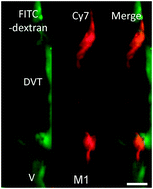 Graphical abstract: High-resolution molecular imaging via intravital microscopy: illuminating vascular biology in vivo