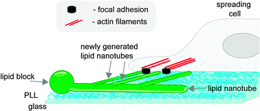 Graphical abstract: Label-free detection of cell-contractile activity with lipid nanotubes