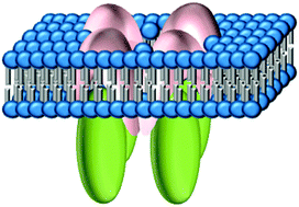 Graphical abstract: Determination of the quaternary structure of a bacterial ATP-binding cassette (ABC) transporter in living cells