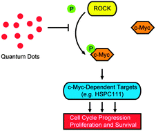 Graphical abstract: Quantum dots (QDs) restrain human cervical carcinoma HeLa cell proliferation through inhibition of the ROCK-c-Myc signaling
