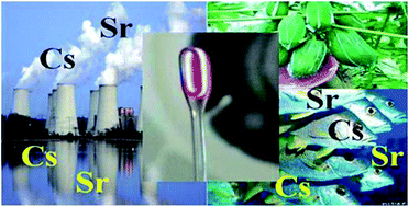 Graphical abstract: Enzymatic proteolysis and in situ digestion as strategies to determine Cs and Sr in fish by tungsten coil atomic emission spectrometry