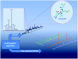 Graphical abstract: ICP-MS-assisted identification of selenium-containing proteins in 2D gels using a new capillary HPLC–ICP MS interface and Orbitrap tandem mass spectrometry