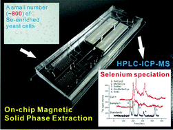 Graphical abstract: Speciation of selenium in cells by HPLC-ICP-MS after (on-chip) magnetic solid phase extraction