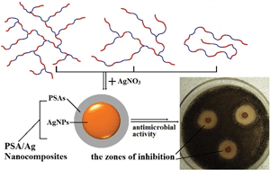 Graphical abstract: The effect of a branched architecture on the antimicrobial activity of poly(sulfone amines) and poly(sulfone amine)/silver nanocomposites